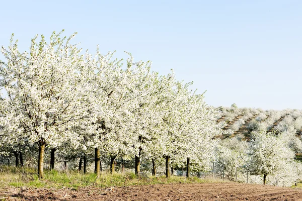 Bloeiende boomgaard in het voorjaar, Tsjechië — Stockfoto