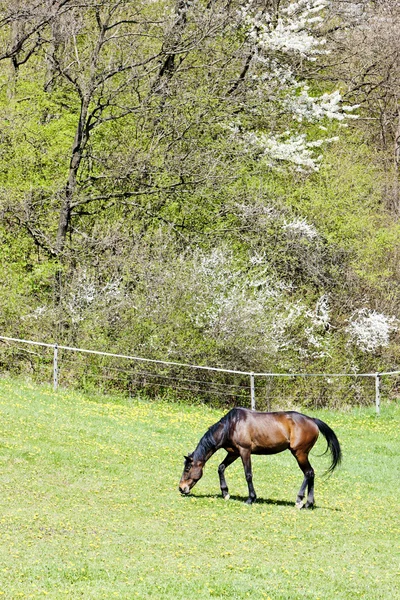 Koně na louce — Stock fotografie