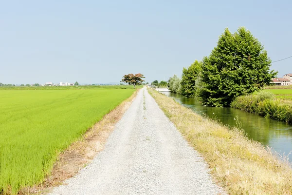 Rice field, Piemonte, Itália — Fotografia de Stock