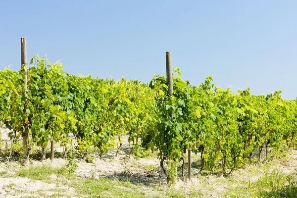 Vineyar in de buurt van cereseto, Piemonte, Italië — Stockfoto