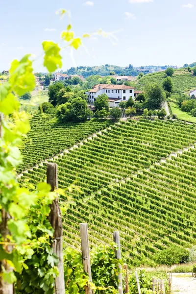 Vineyar poblíž tana, asti regionu, Piemont, Itálie — Stock fotografie