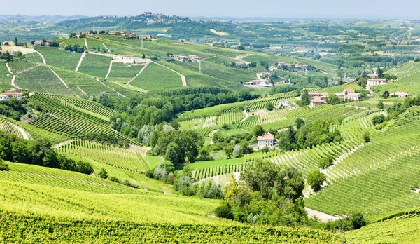 Vineyars poblíž barbaresco, Piemont, Itálie — Stock fotografie