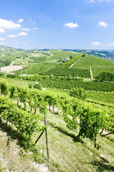 Vineyars in de buurt van grinzane cavour, Piemonte, Italië — Stockfoto