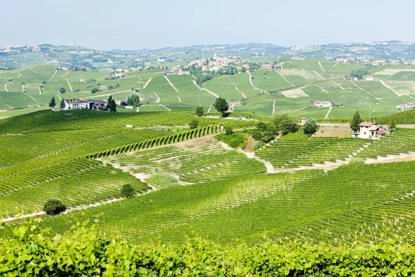 Vineyars w pobliżu barolo, Piemontu, Włochy — Zdjęcie stockowe