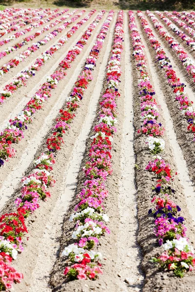 Champ de fleurs, Provence, France — Photo