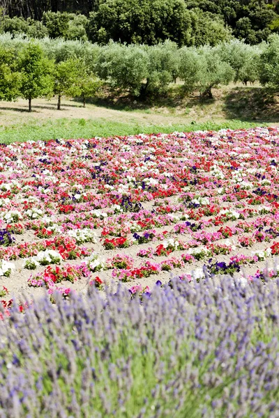 Flower field and lavenders, Provenza, Francia — Foto de Stock