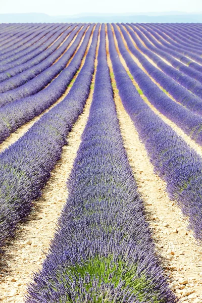 Campo de lavanda, Plateau de Valensole, Provence, França — Fotografia de Stock