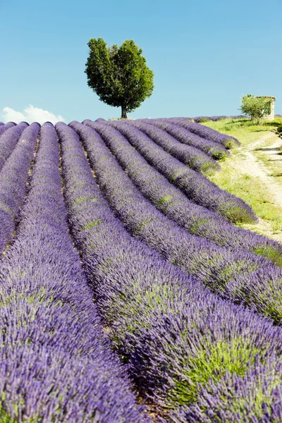 高原 de valensole，普罗旺斯，法国薰衣草田地 — 图库照片