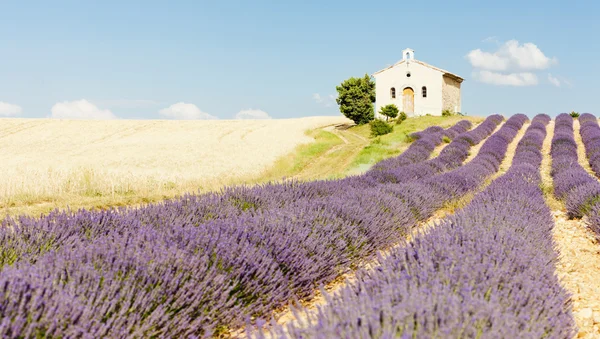 Chapel with lavender and grain fields, Plateau de Valensole, Pro — Stock Photo, Image