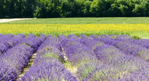 Lawenda i olej słonecznikowy pola, Prowansja, Francja — Zdjęcie stockowe