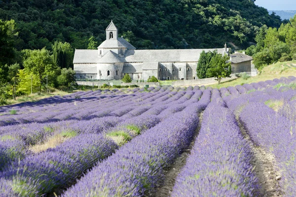 Senanque opatství s levandulové pole, provence, Francie — Stock fotografie