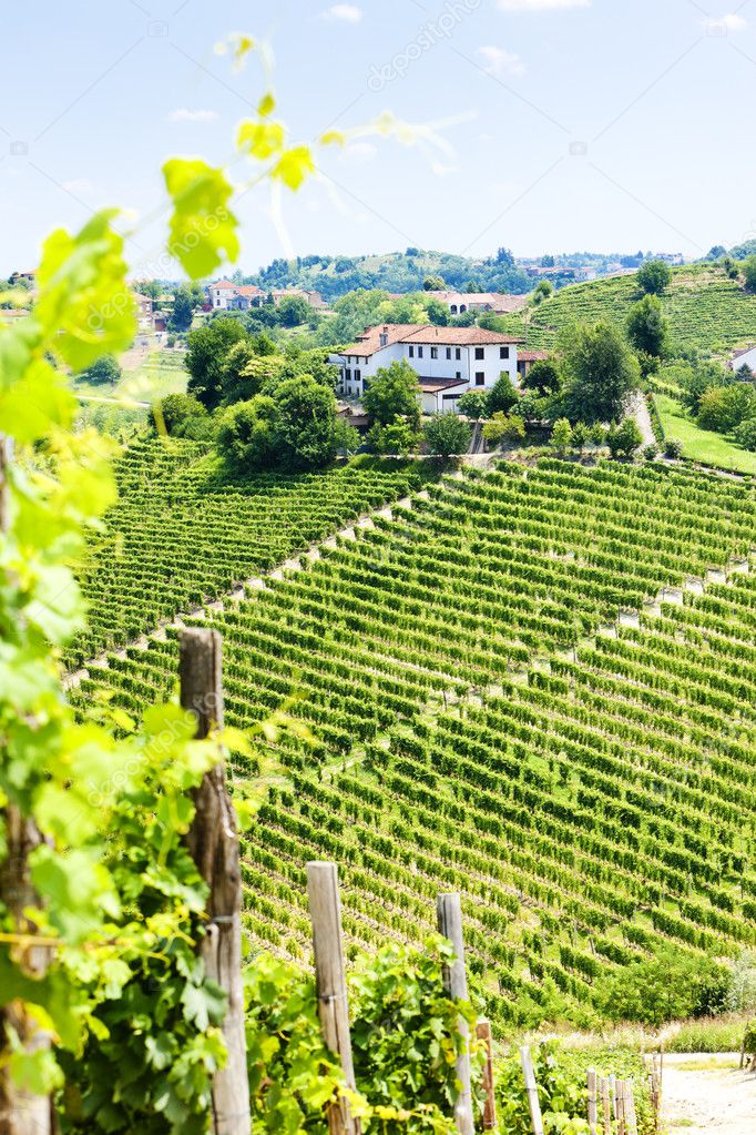 Vineyar near Tana, Asti Region, Piedmont, Italy