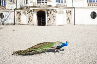 Peacock in front of Ploskovice Palace clipart