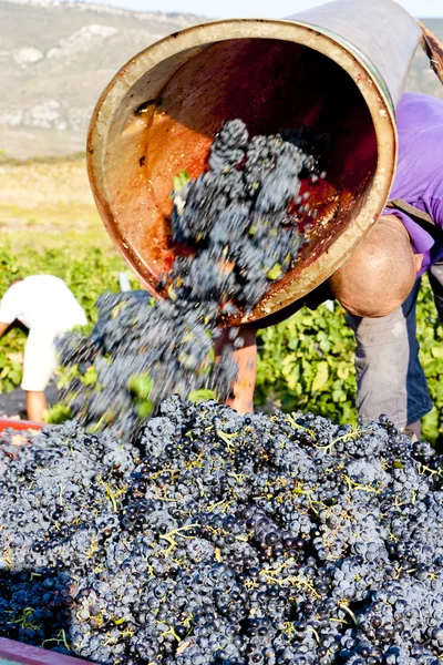 Урожай вина, Франция — стоковое фото