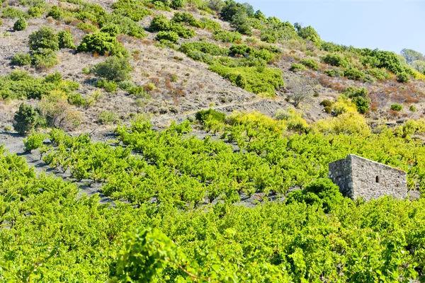 Vineyars v regionu languedoc-roussillon — Stock fotografie