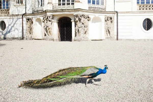 stock image Peacock in front of Ploskovice Palace