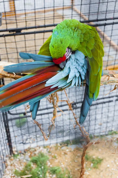 Papoušek ara vojenský — Stock fotografie
