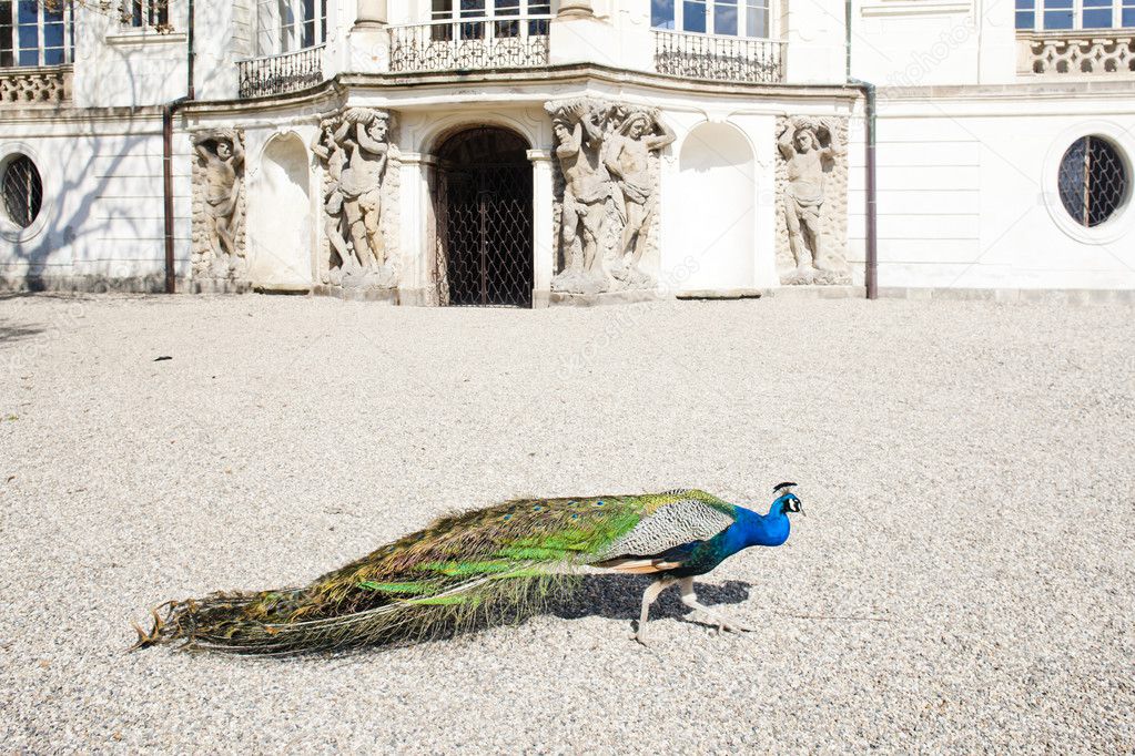 Peacock in front of Ploskovice Palace