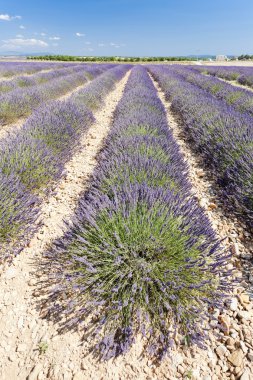 Lavanta alan, plato de valensole, provence, Fransa