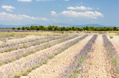 Lavanta alan, plato de valensole, provence, Fransa