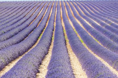 Lavanta alan, plato de valensole, provence, Fransa