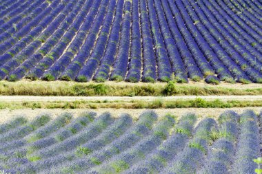 Lavanta alan, plato de valensole, provence, Fransa