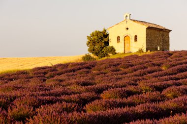 Şapel ile lavanta alan, provence