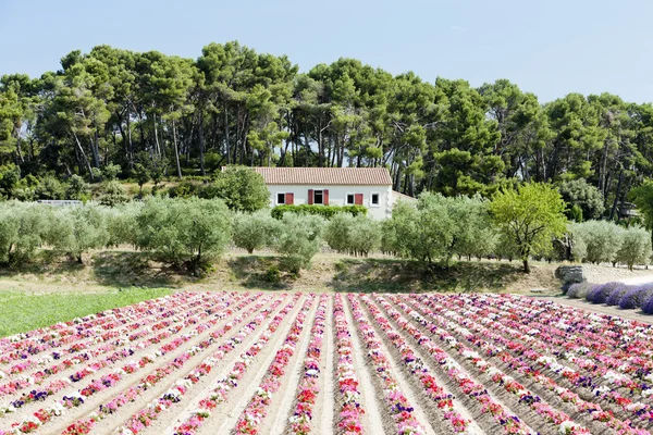 Blumenfeld, Provence, Frankreich — Stockfoto