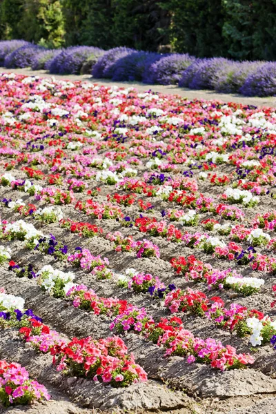 Campo de flores, Provenza, Francia — Foto de Stock