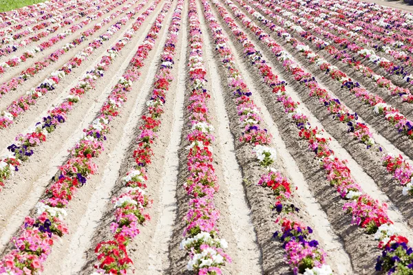 Pole květin — Stock fotografie