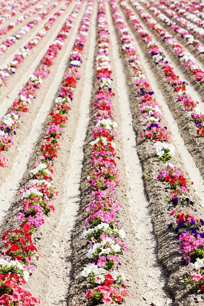 Campo di fiori — Foto Stock