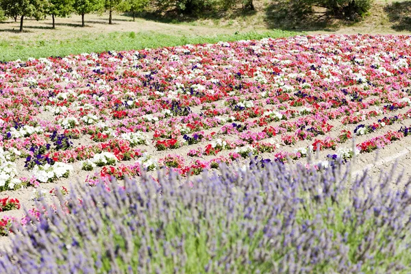 Flower field and lavenders, Provenza, Francia —  Fotos de Stock