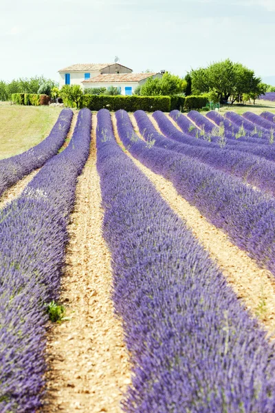 Lavendelfeld, Plateau de Valensole, Provence, Frankreich — Stockfoto