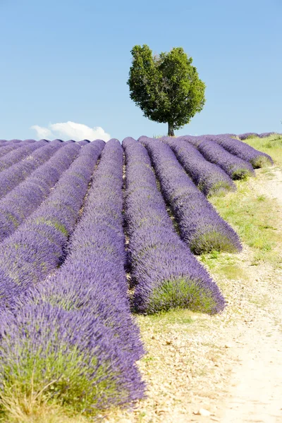 Lavendel veld, provence — Stockfoto
