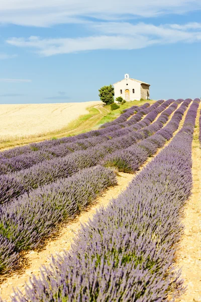 Kapel met lavendel en graan velden, plateau de valensole, pro — Stockfoto