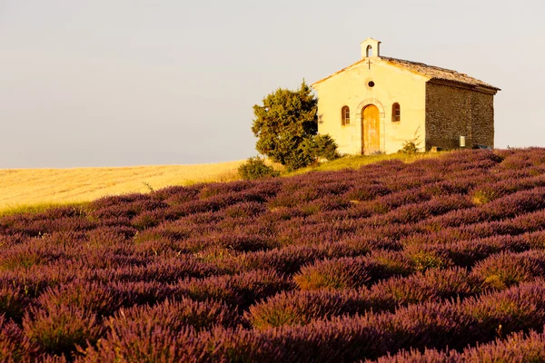 Kapel met Lavendel veld, provence — Stockfoto
