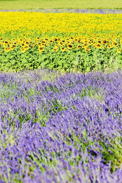 Pole levandule a slunečnice, provence, Francie — Stock fotografie