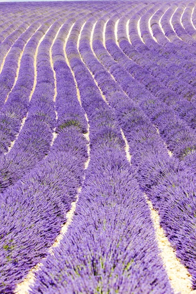 Lavendel fält, platå de valensole, provence, Frankrike — Stockfoto