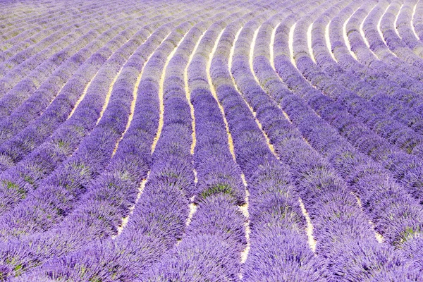 Lavendel veld, plateau de valensole, provence, Frankrijk — Stockfoto