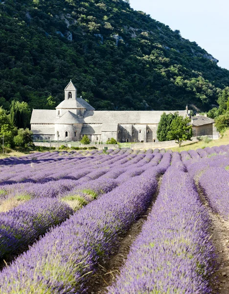 Abadía de Senanque con campo de lavanda, Provenza, Francia — Foto de Stock