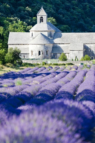 Аббатство Сенанк с лавандовым полем, Прованс, Франция — стоковое фото