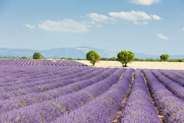 Lavender field, Plateau de Valensole, Provence, France Royalty Free Stock Photos