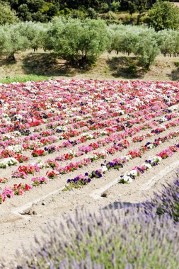 çiçek alan, provence, Fransa