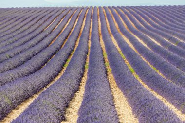 Lavanta alan, plato de valensole, provence, Fransa