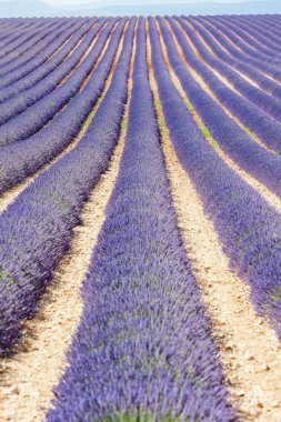 Lavanta alan, plato de valensole, provence, Fransa