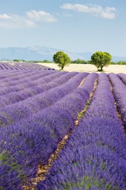 Lavender field, Plateau de Valensole, Provence, France clipart