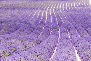 Lavanta alan, plato de valensole, provence, Fransa