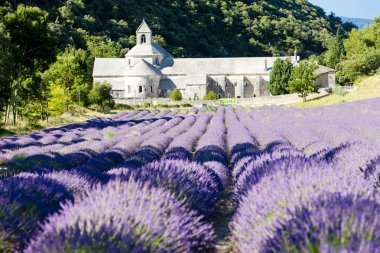 Senanque abbey with lavender field, Provence, France clipart