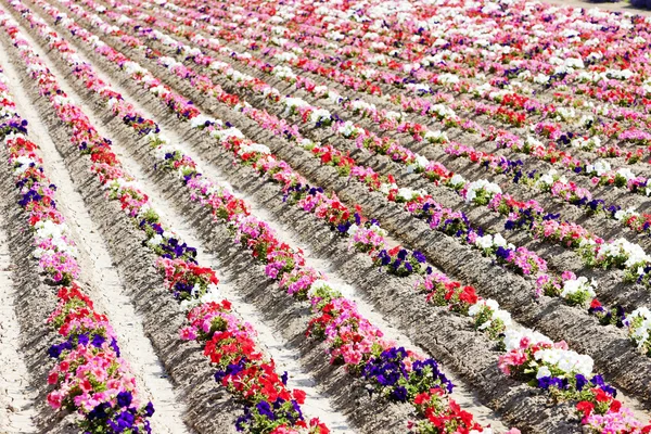 Campo de flores, Provenza, Francia — Foto de Stock