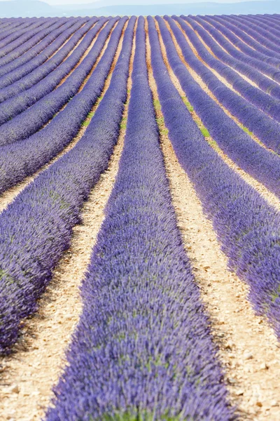 Levandulové pole, plateau de valensole, provence, Francie — Stock fotografie